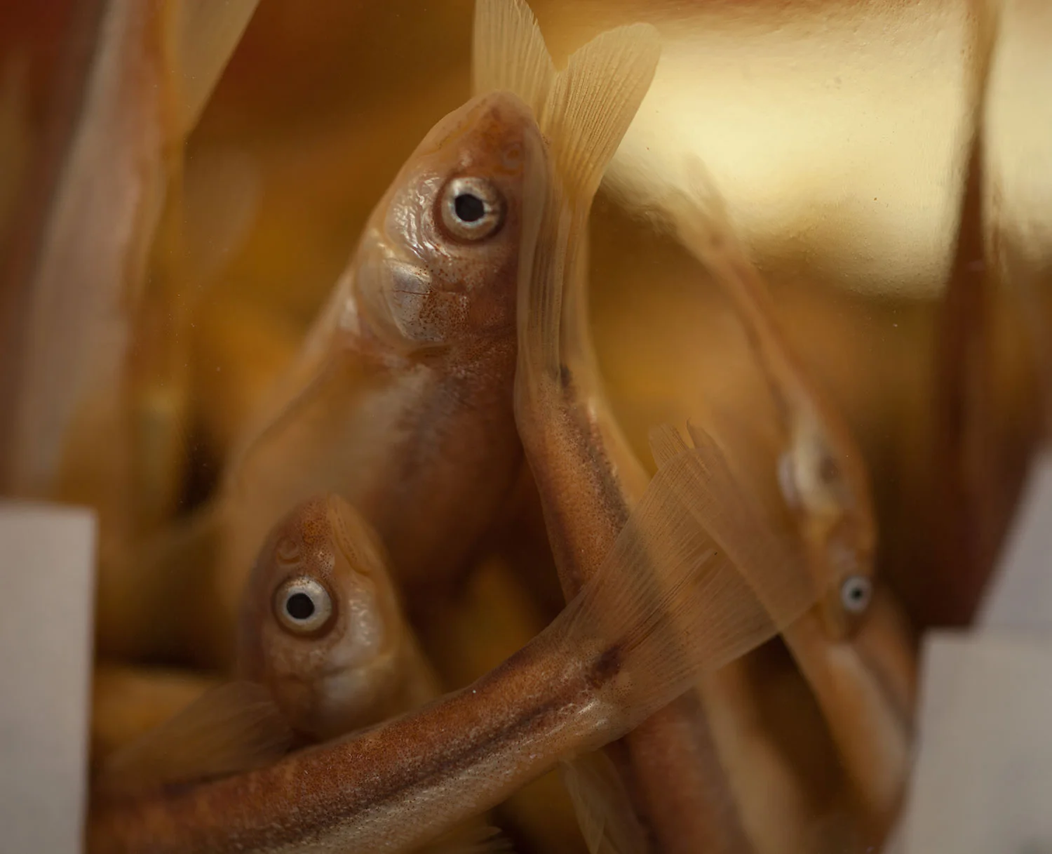 Past Inhabitants (Specimen V)
