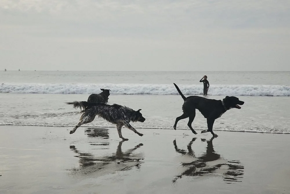 CHARLES+TORREALBA-SanDiego-PERSONAL.jpg