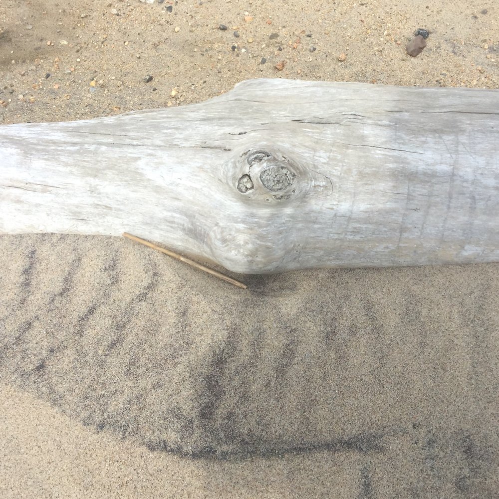 Drift wood.jpeg