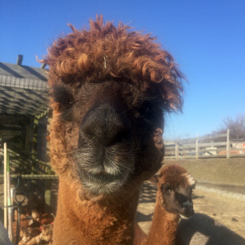 Alpaca.jpeg