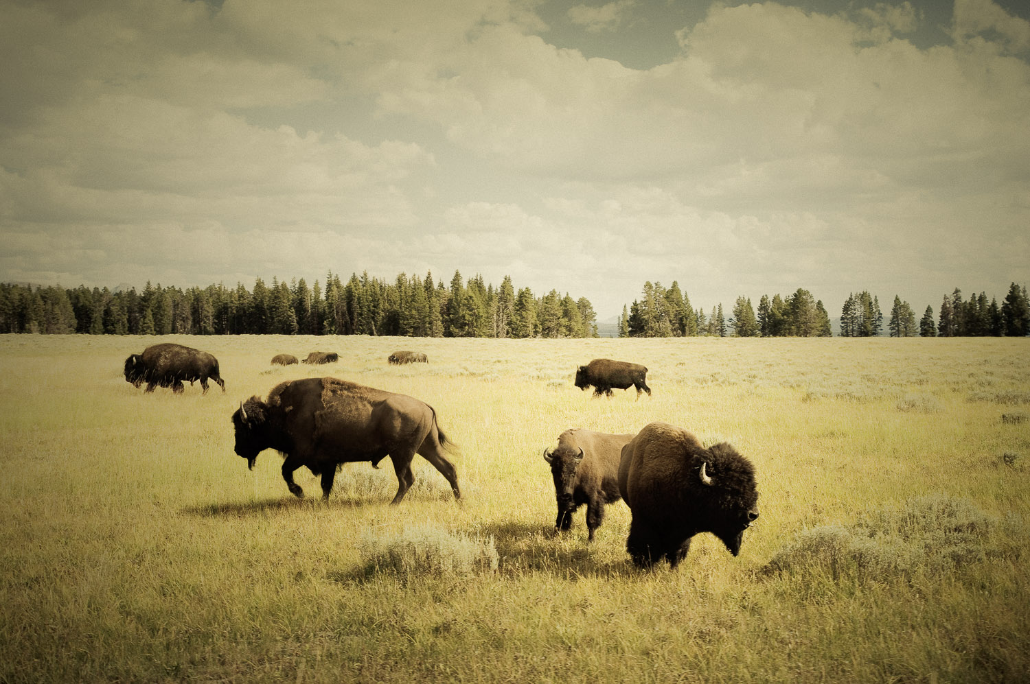 Yellowstone