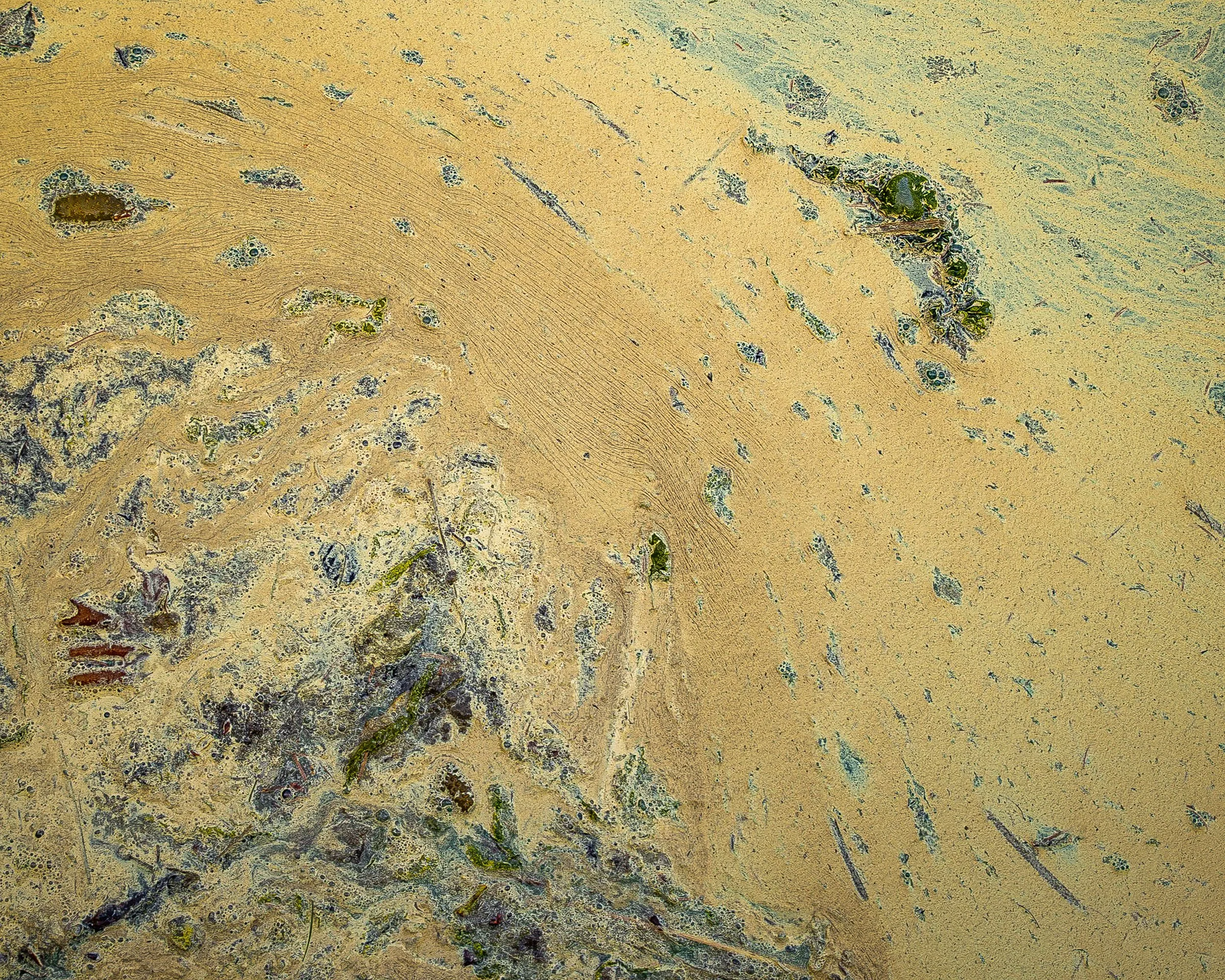 pollen-02-turley-20230617-R55425.jpg