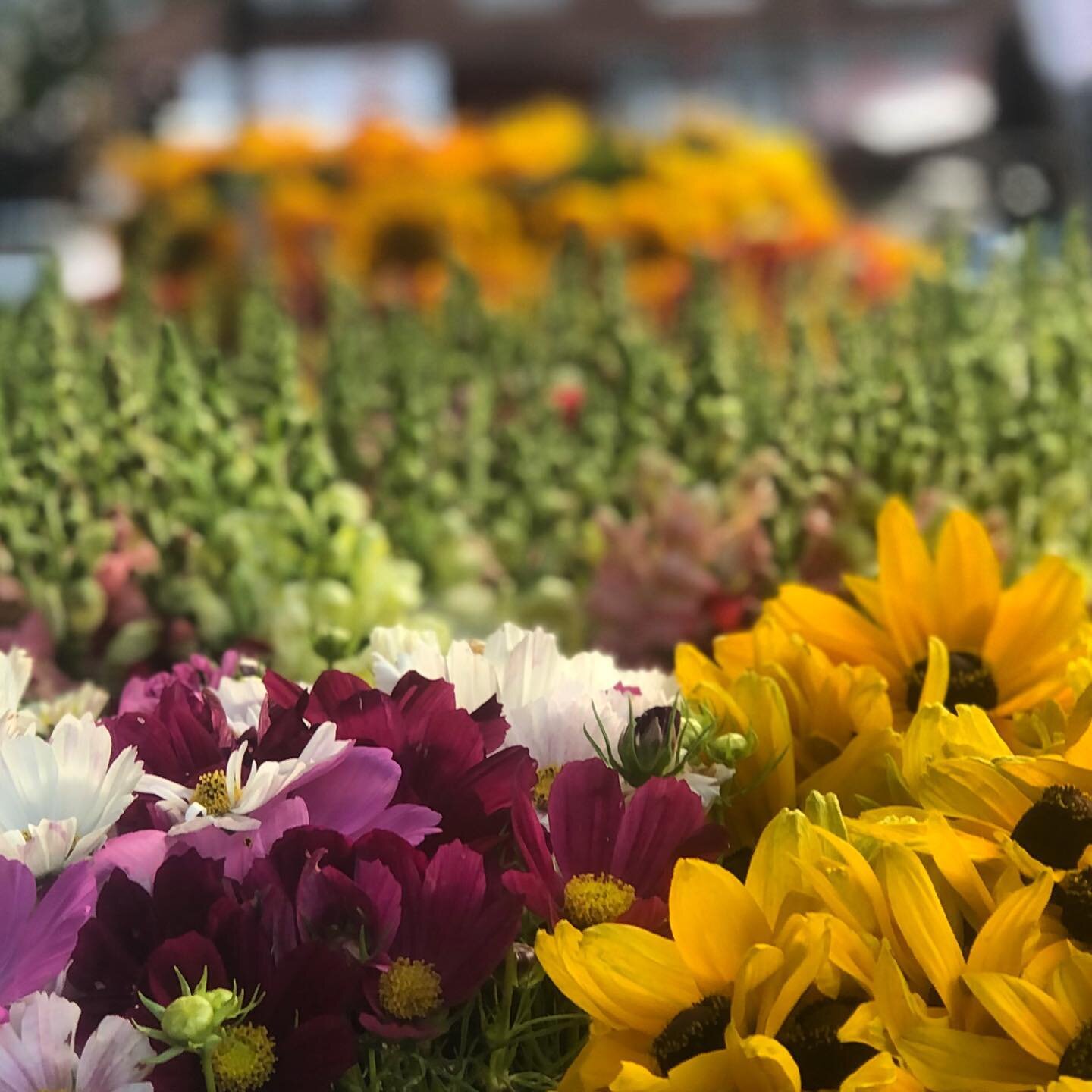 March of the farmers market flowers, Mount Pleasant, DC.
.
.
.
#igdc #theprettydistrict #farmtovase #mtpdc #flowersoldiers