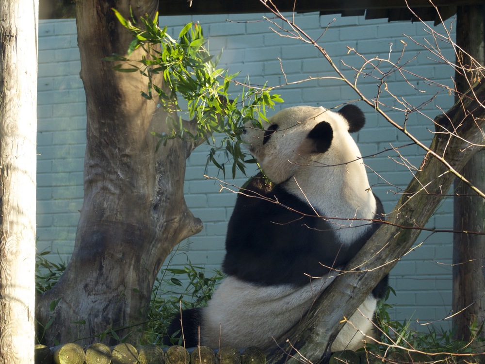 Edinburgh Zoo - 03.jpg