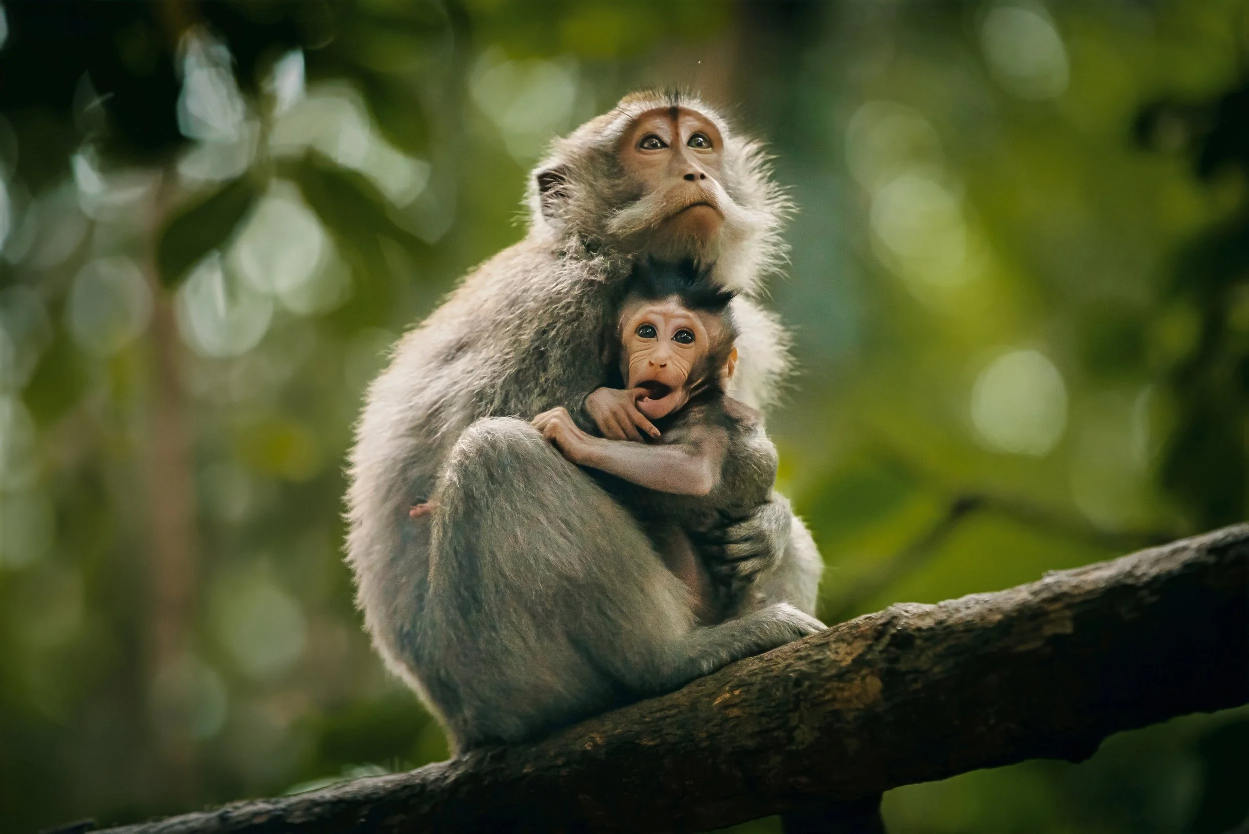 ubud monkeys -edited-1.jpg
