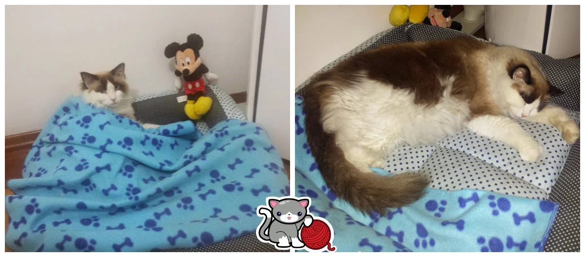 O gato e o rato! O Link adora o Mickey... hahahaha