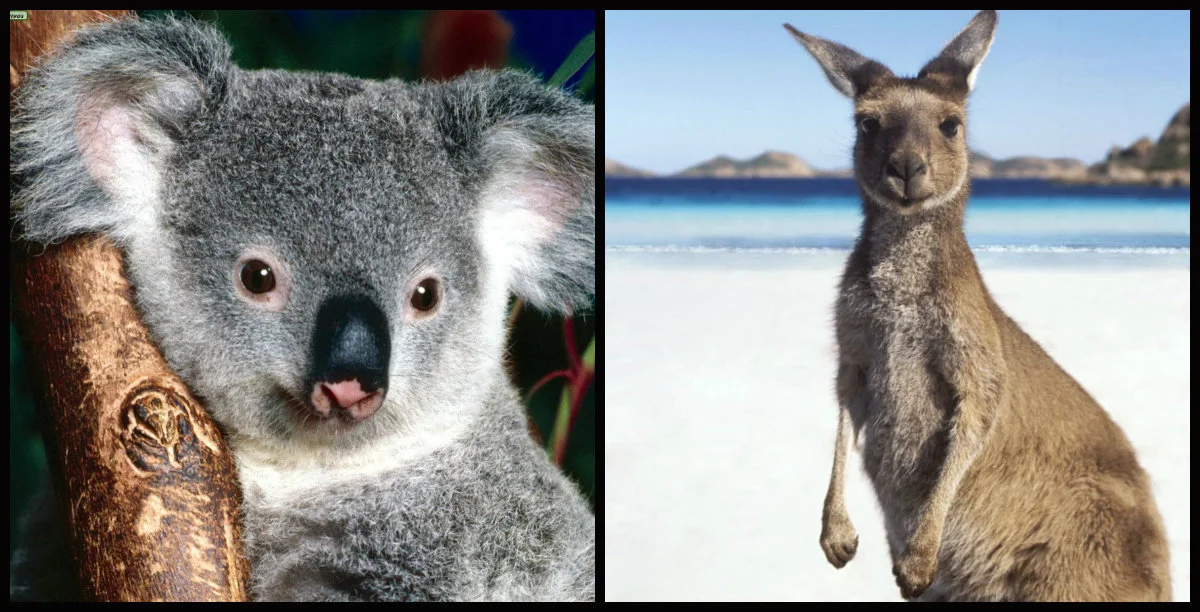 Koala e Canguru fofinhos!