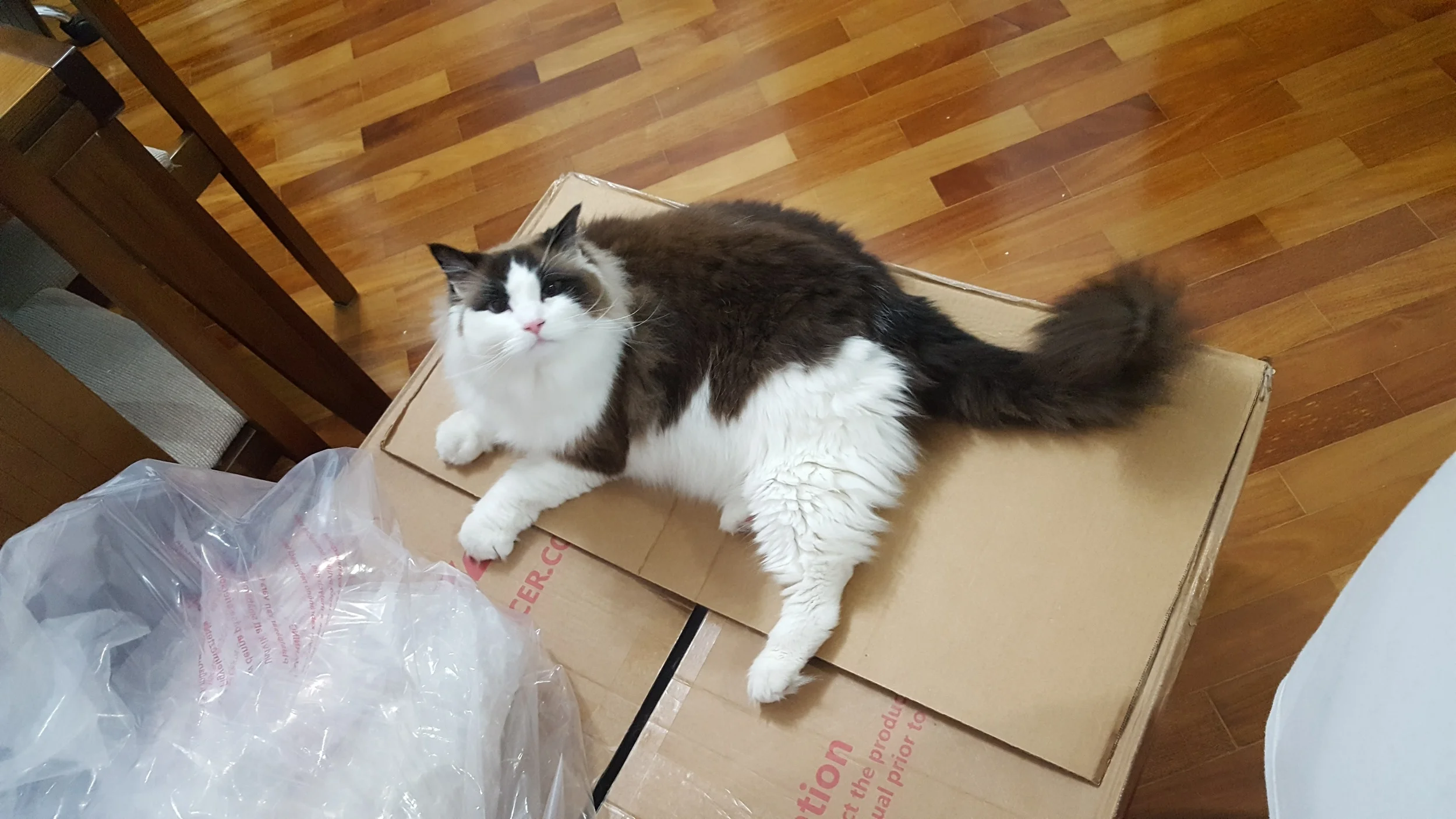 playground-cat.jpg
