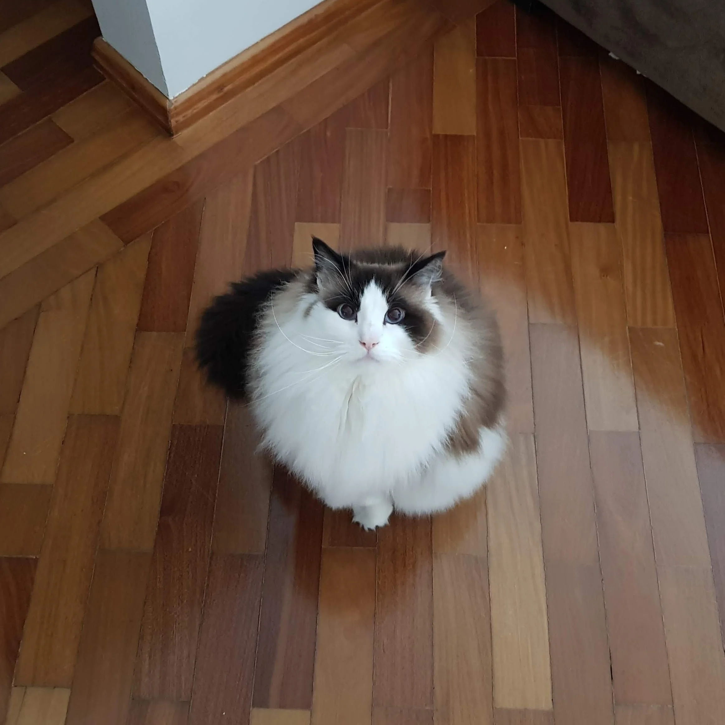 link-gato.jpg