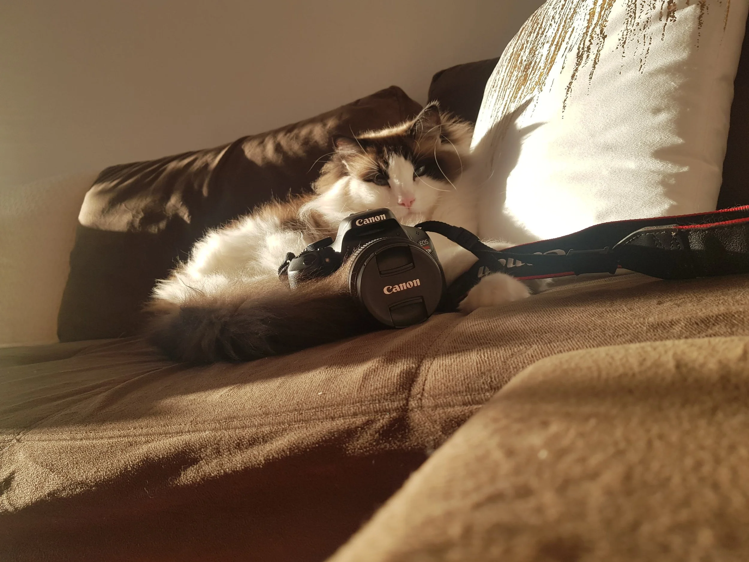 gatofoto.jpg