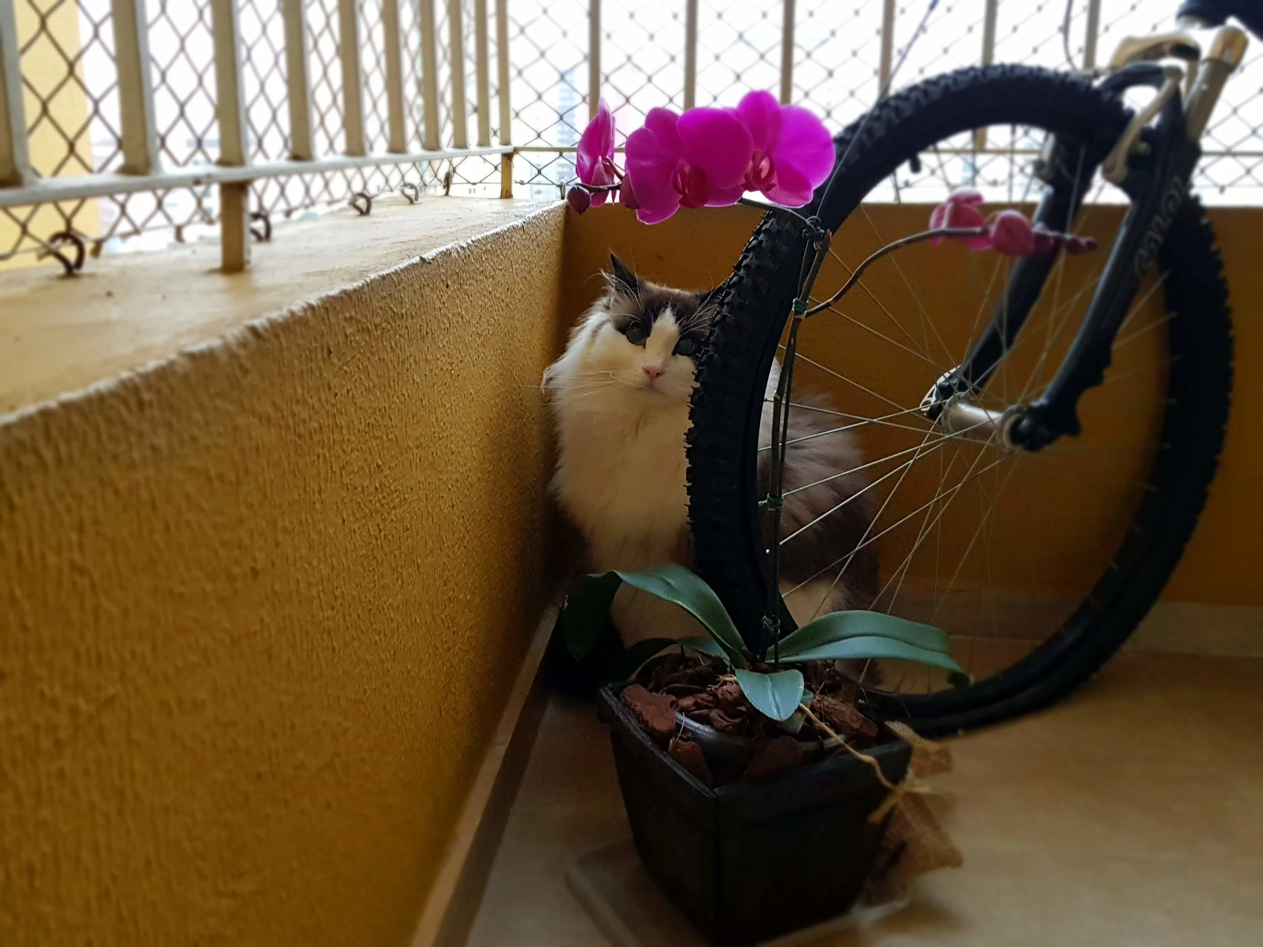 gato.jpg