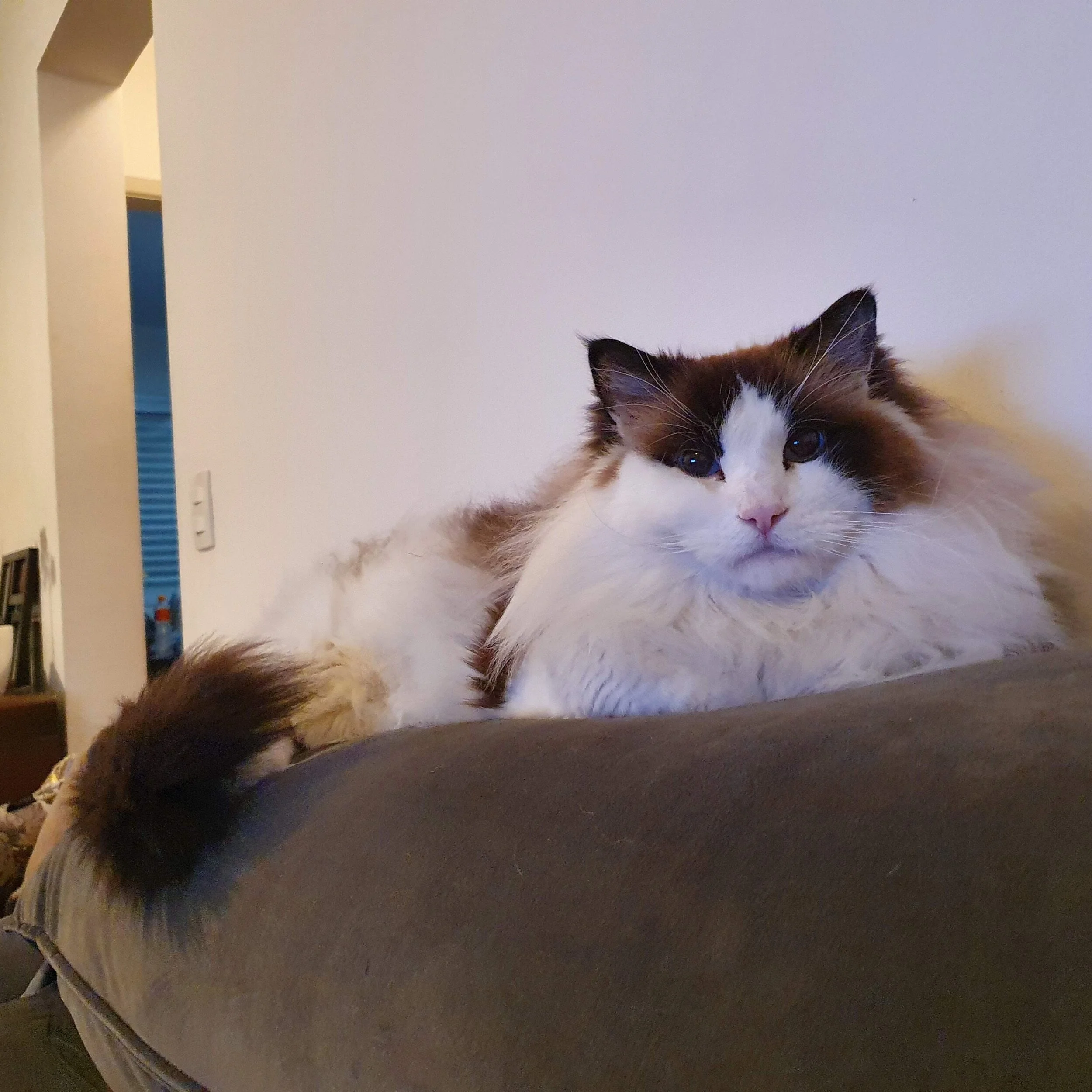 highcat.jpg