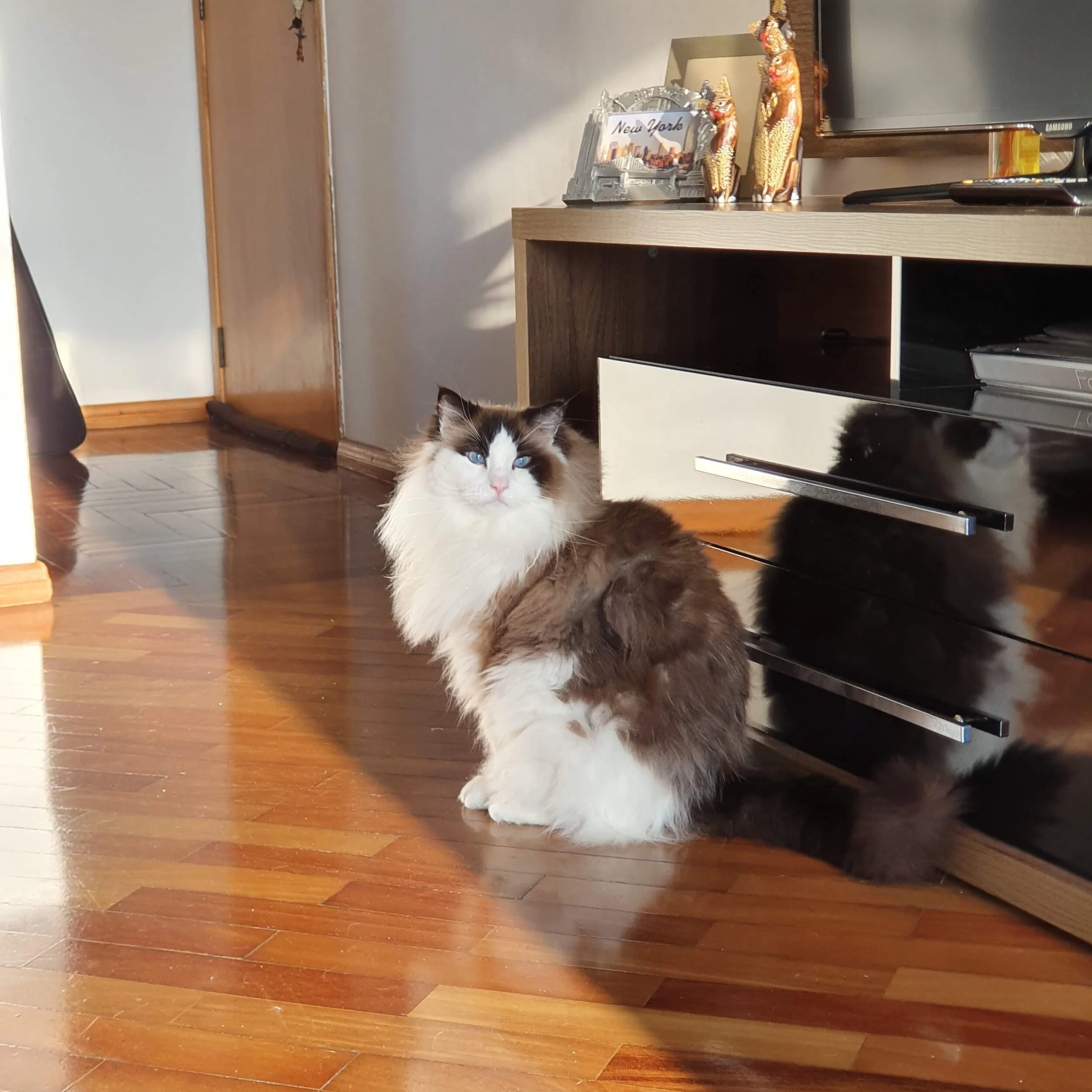 suncat.jpg