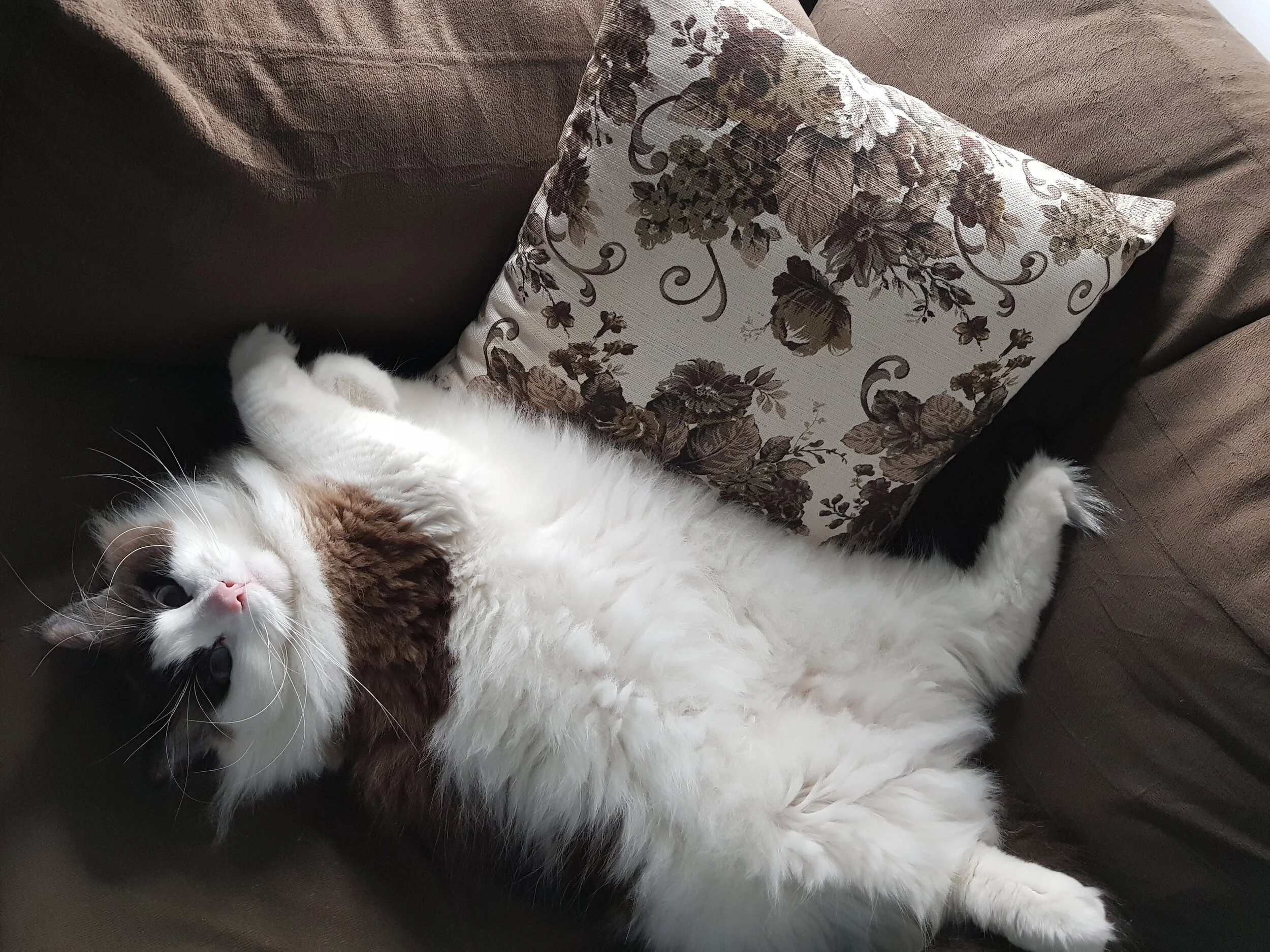 belly.jpg