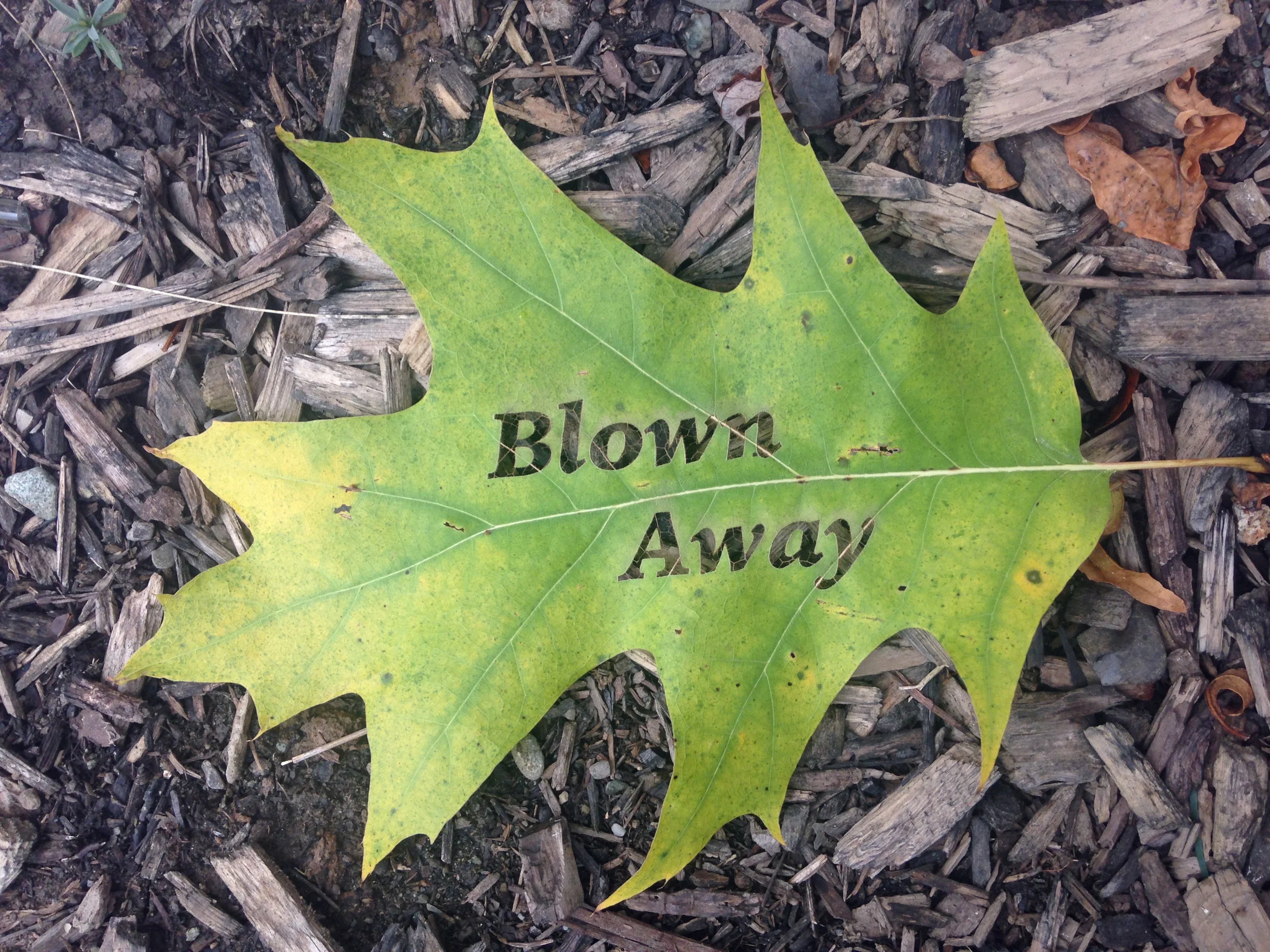 Blown Away #3 - Iowan Old Style.jpeg
