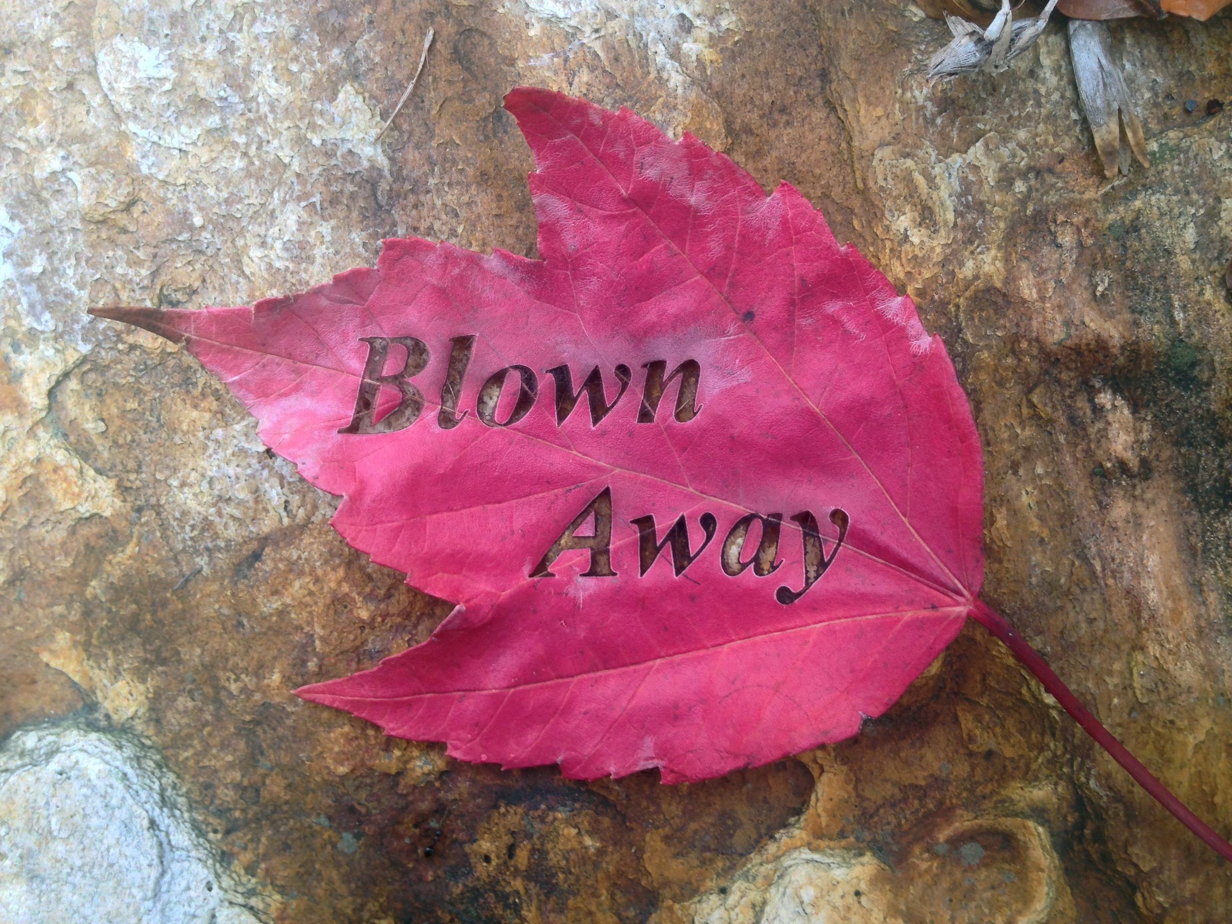Blown Away 4 - Angsana .jpeg