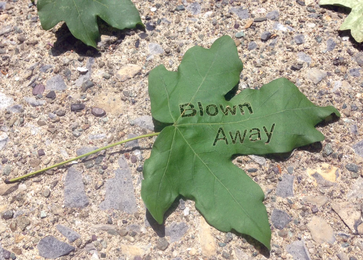 Blown Away Leaf.JPG