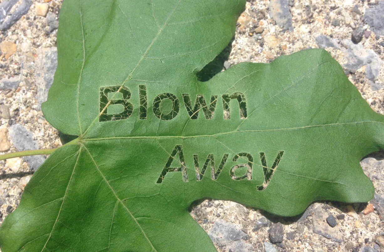 Blown Away Leaf 2.JPG