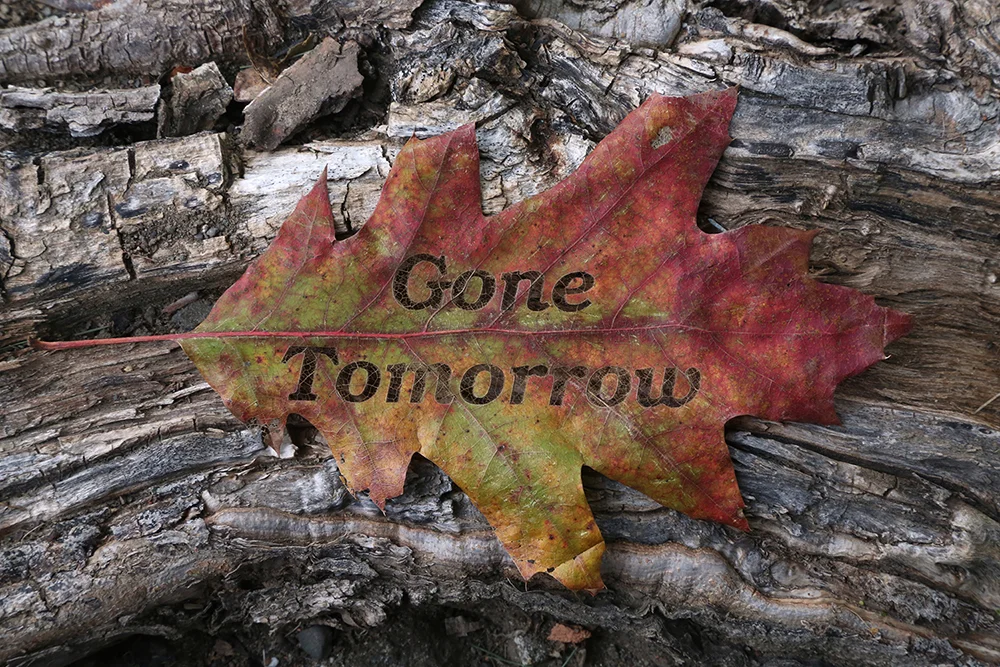 Gone Tomorrow - #4 - #1 Green orange red oak leaf on root - small.jpg