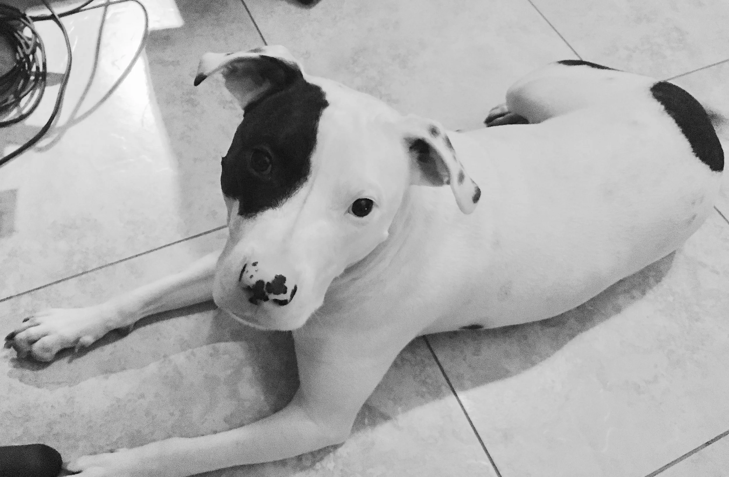 Pets know best how to listen