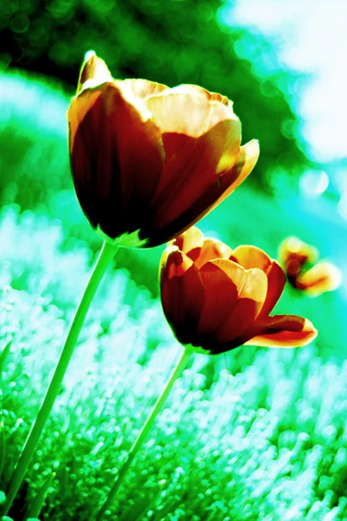 Tulips, Seattle Washington