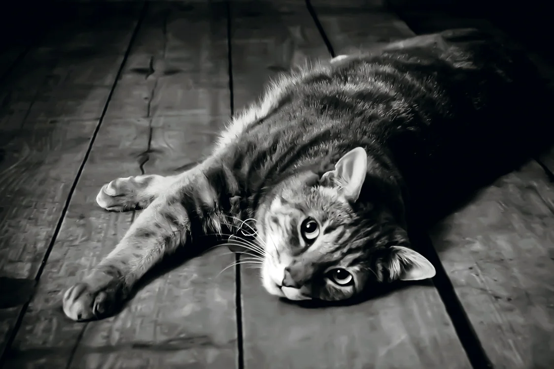 Animal Portraits, Bend Oregon