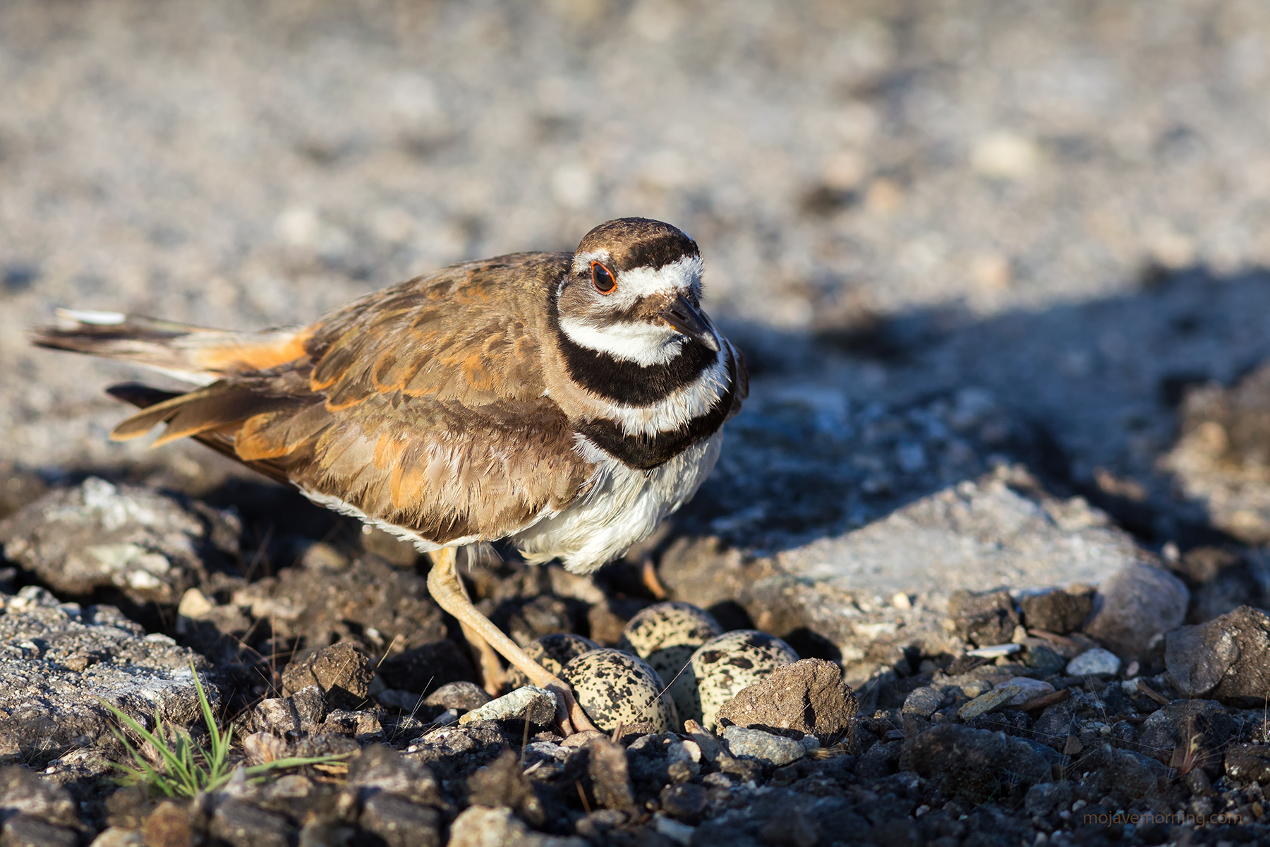 See her four eggs? The camouflage is pretty good.