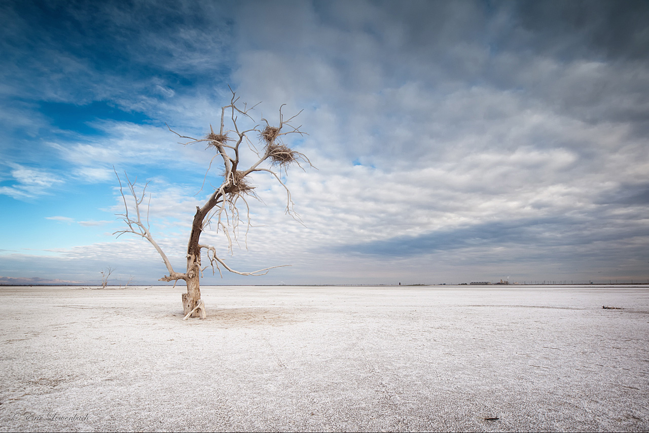 Aerie. Salton Sea, California.