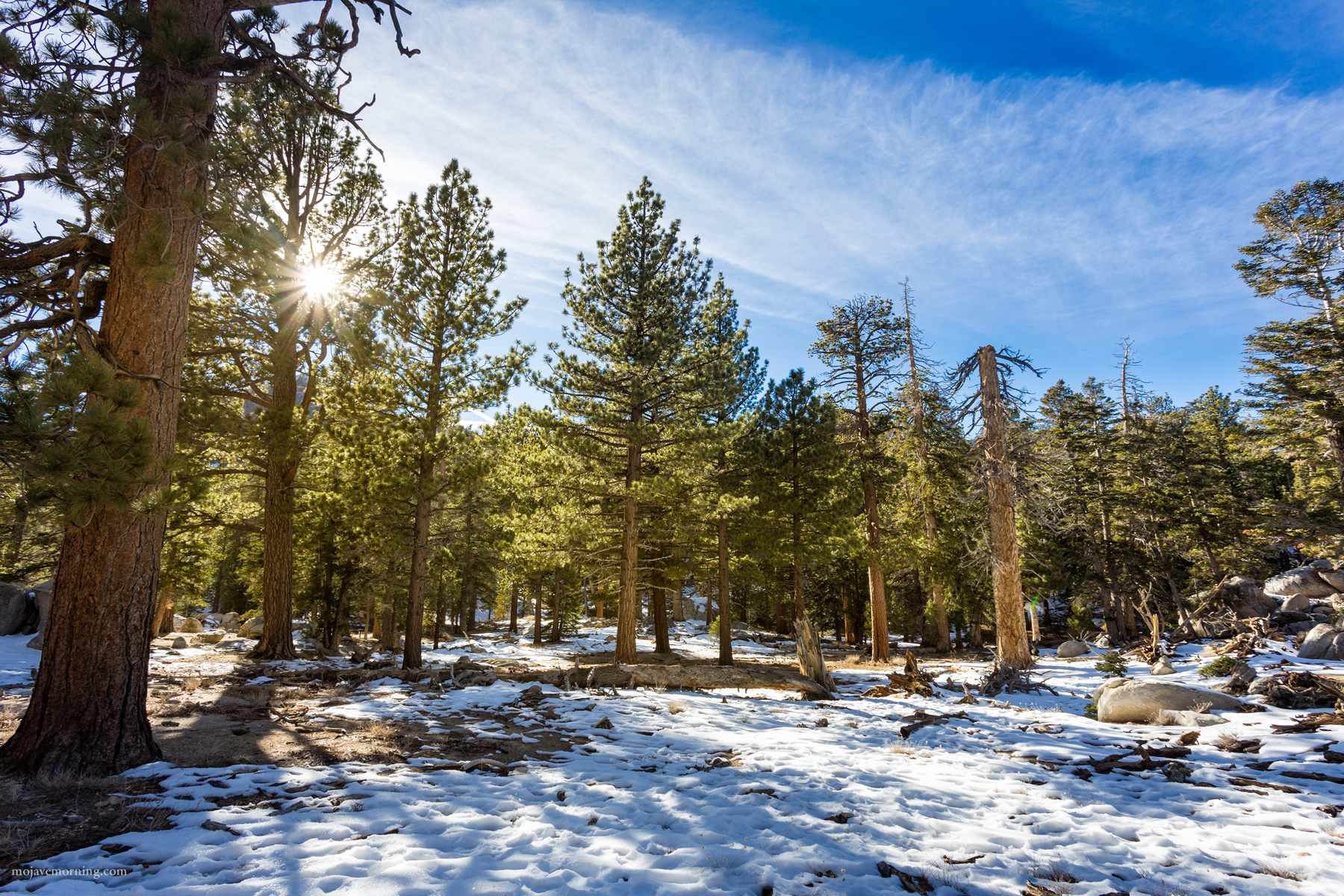 Once arrived, you are in the mountains 8,500 feet (2,600 meters) above the desert floor in the Alpine forest of Mount San Jacinto State Park. There are miles of hiking and skiing trails, and two vast connected wilderness areas, if you like to get away from everything and everyone. In fact, the Pacific Crest Trail passes through here. That trail stretches from Mexico to Canada. Up here, it's usually about 30 degrees cooler than in the desert below, and of course the terrain, flora, and fauna are completely different. It's like a ten minute ride to a whole new world.