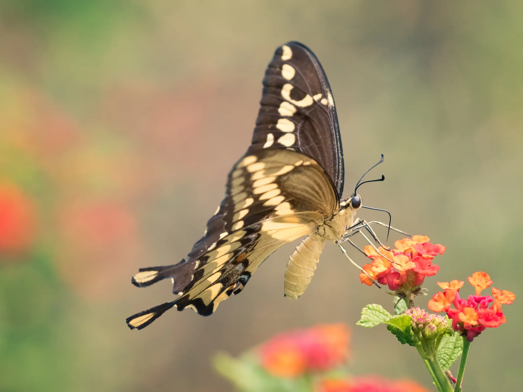 Giant Swallowtail.jpg