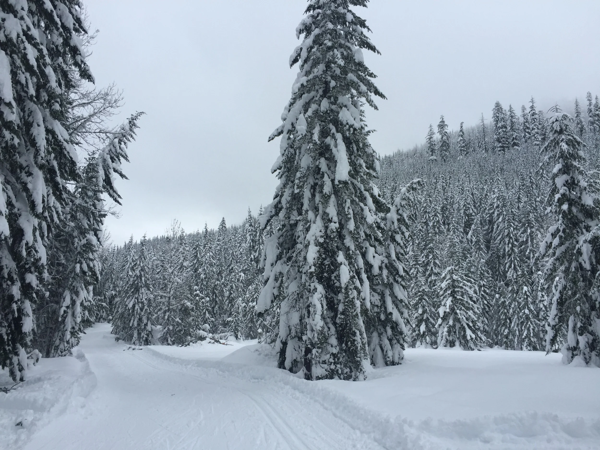 This picture does NOT do this justice. It was on a little loop that I skied several times, and each time, it stopped me. 