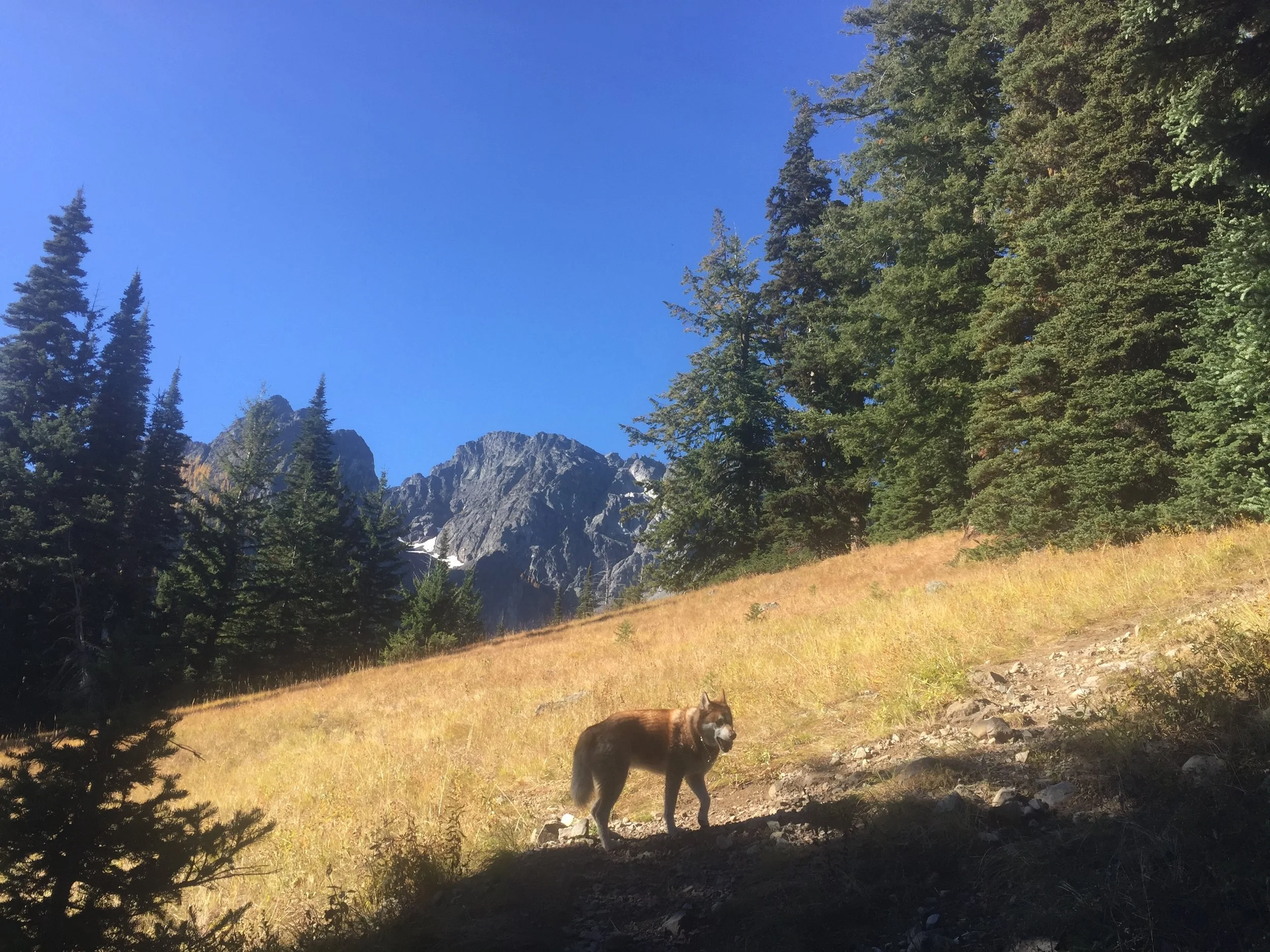 Nikki of the wild.