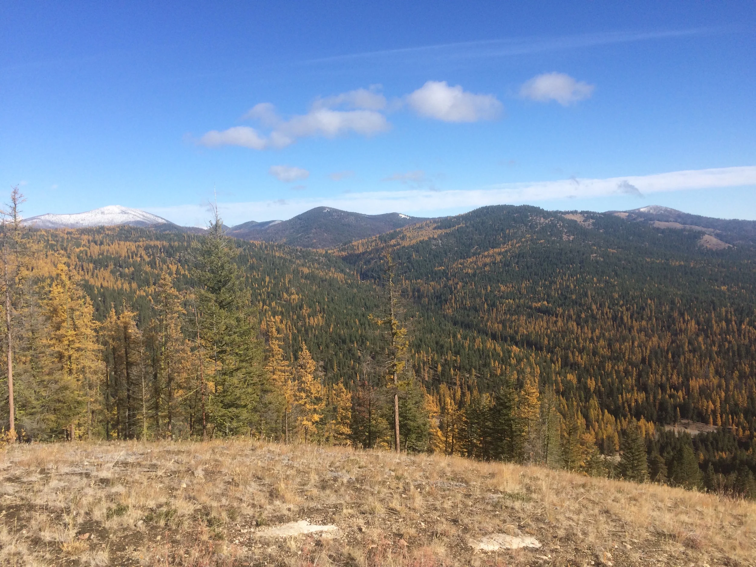 Views to the north and into the Pasayten Wilderness will draw the eye from the top of the uptrack. Starvation Mountain is snow-covered in the distance.
