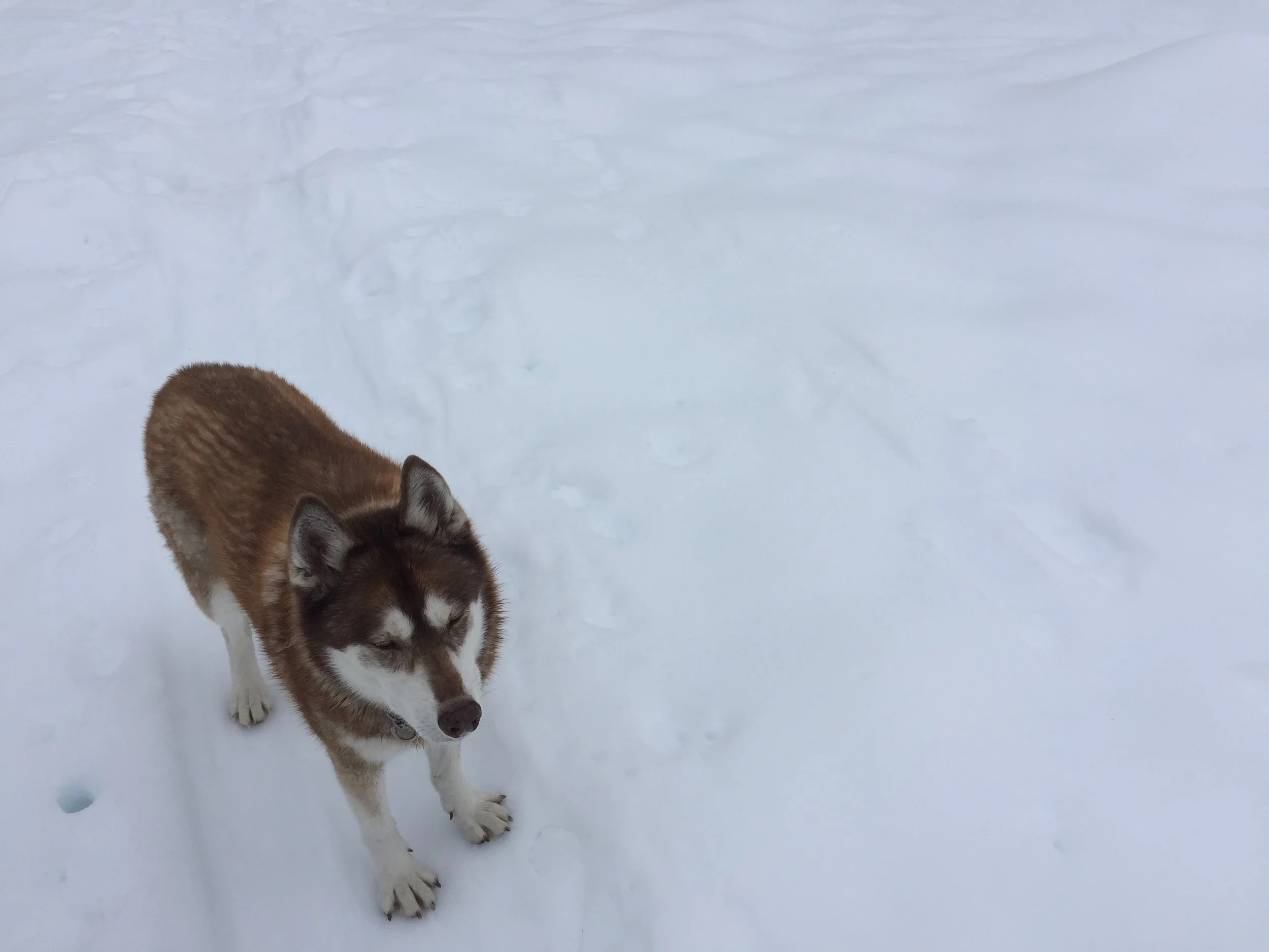 My four-legged partner in crime. Check out those paws!
