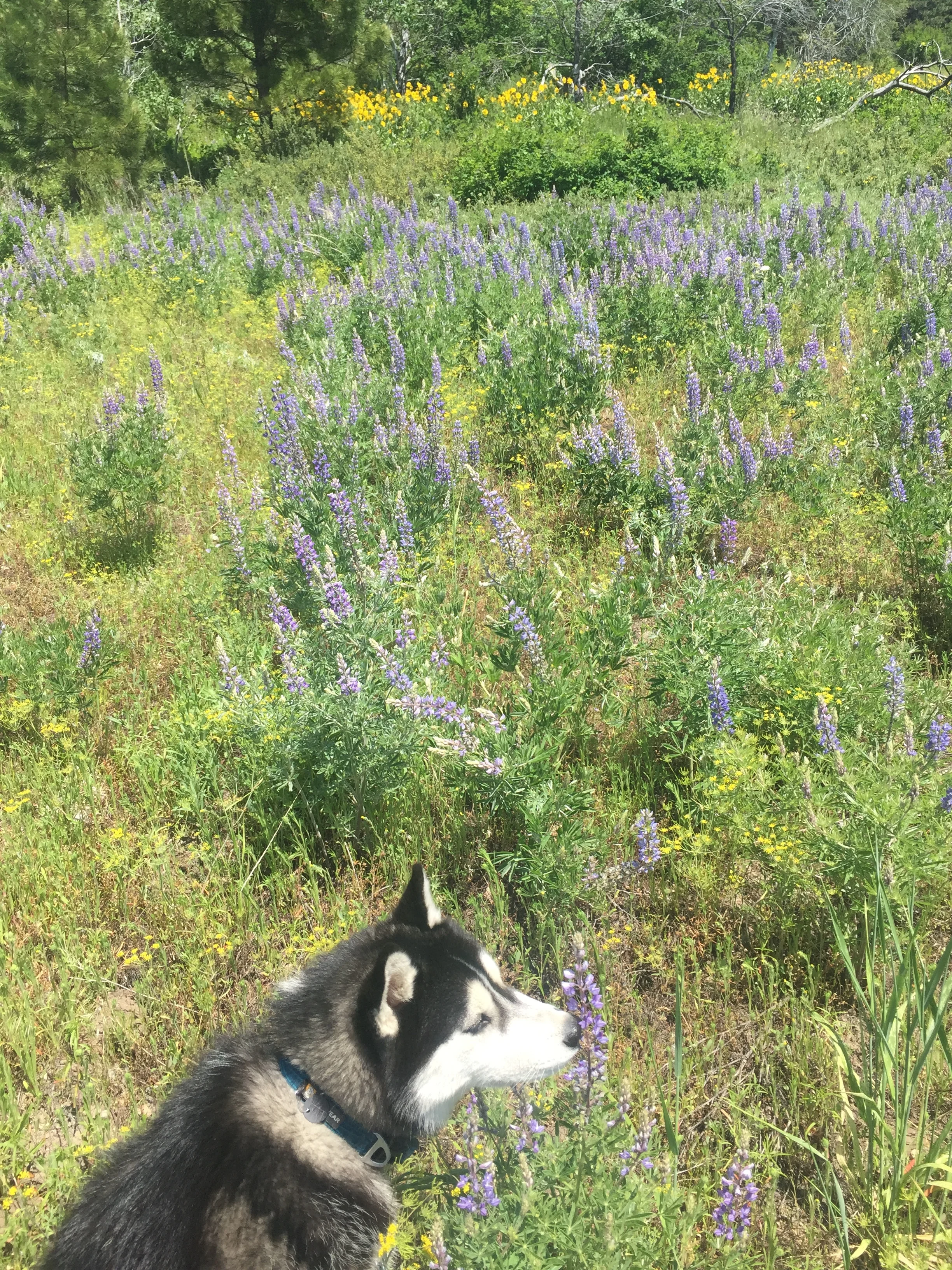 Time to stop and smell the flowers...
