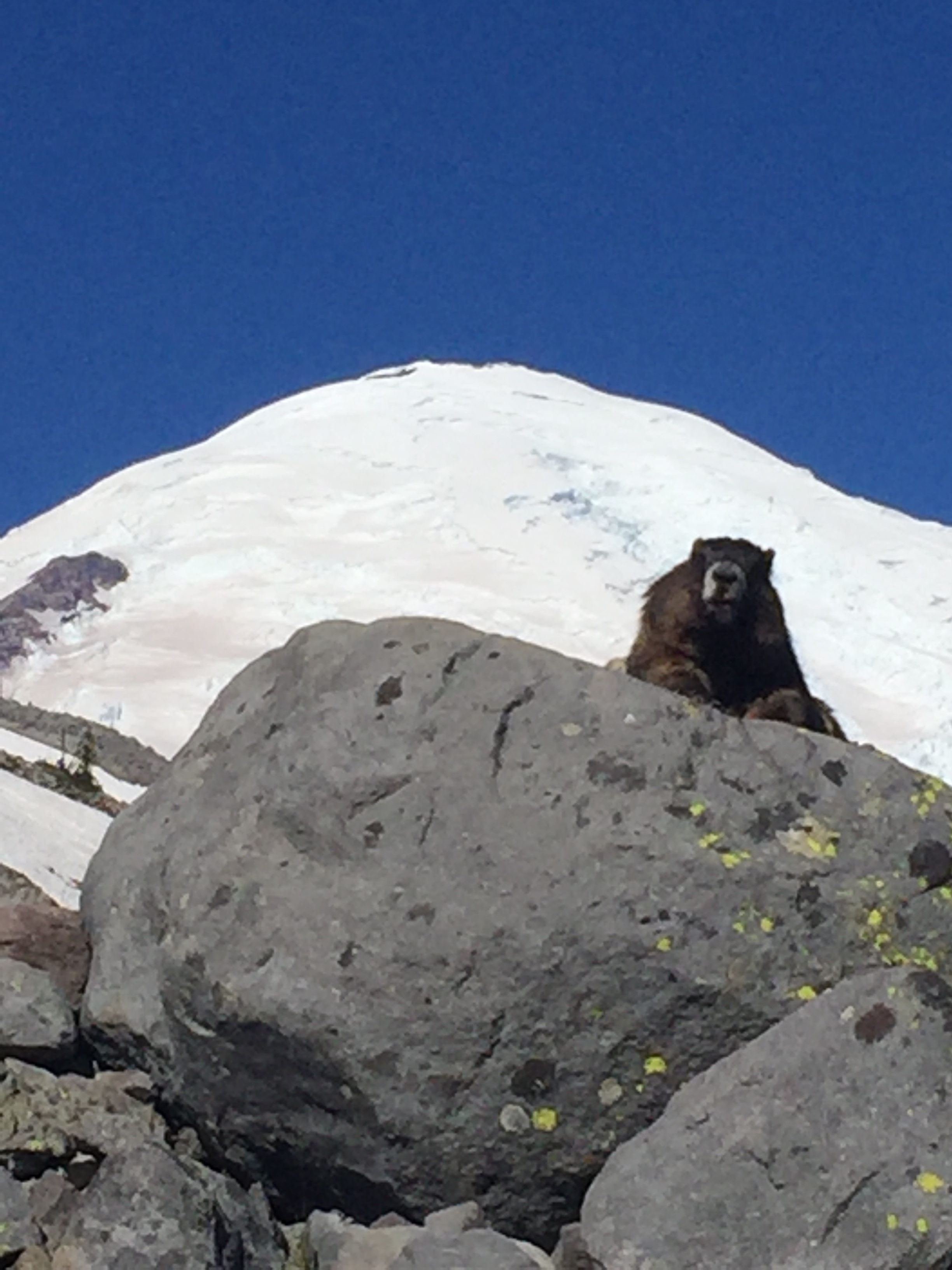 marmot.JPG