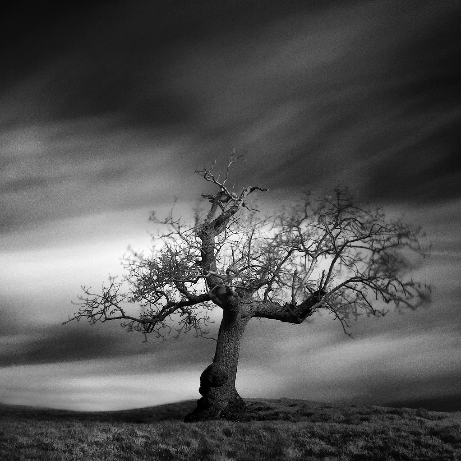 tree_1large.jpg