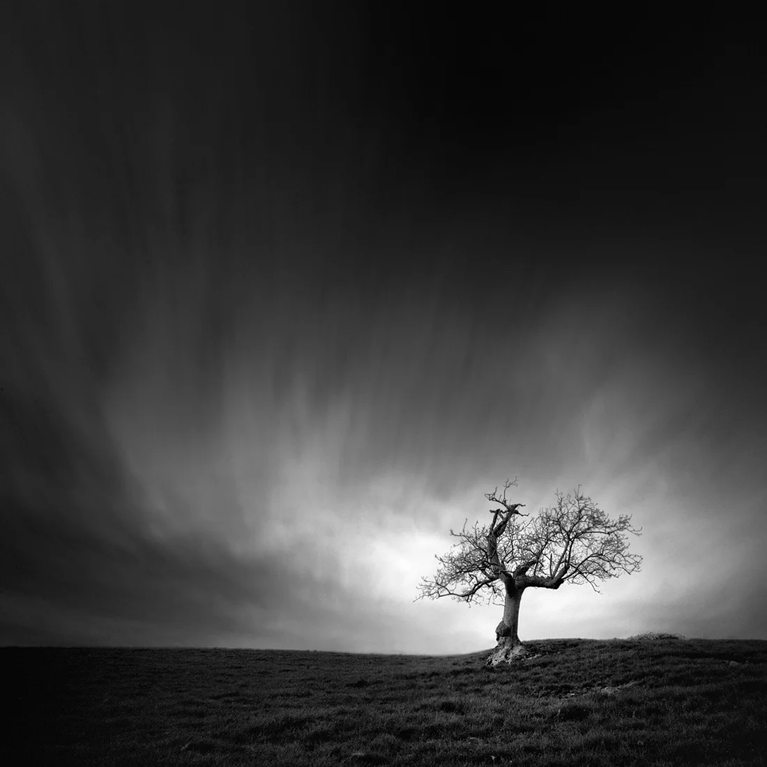 tree_o1rv.jpg