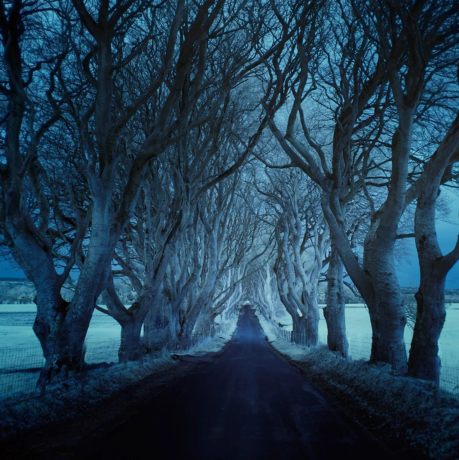 Roads_DarkHedgesIR_AndyLee©2015.JPG