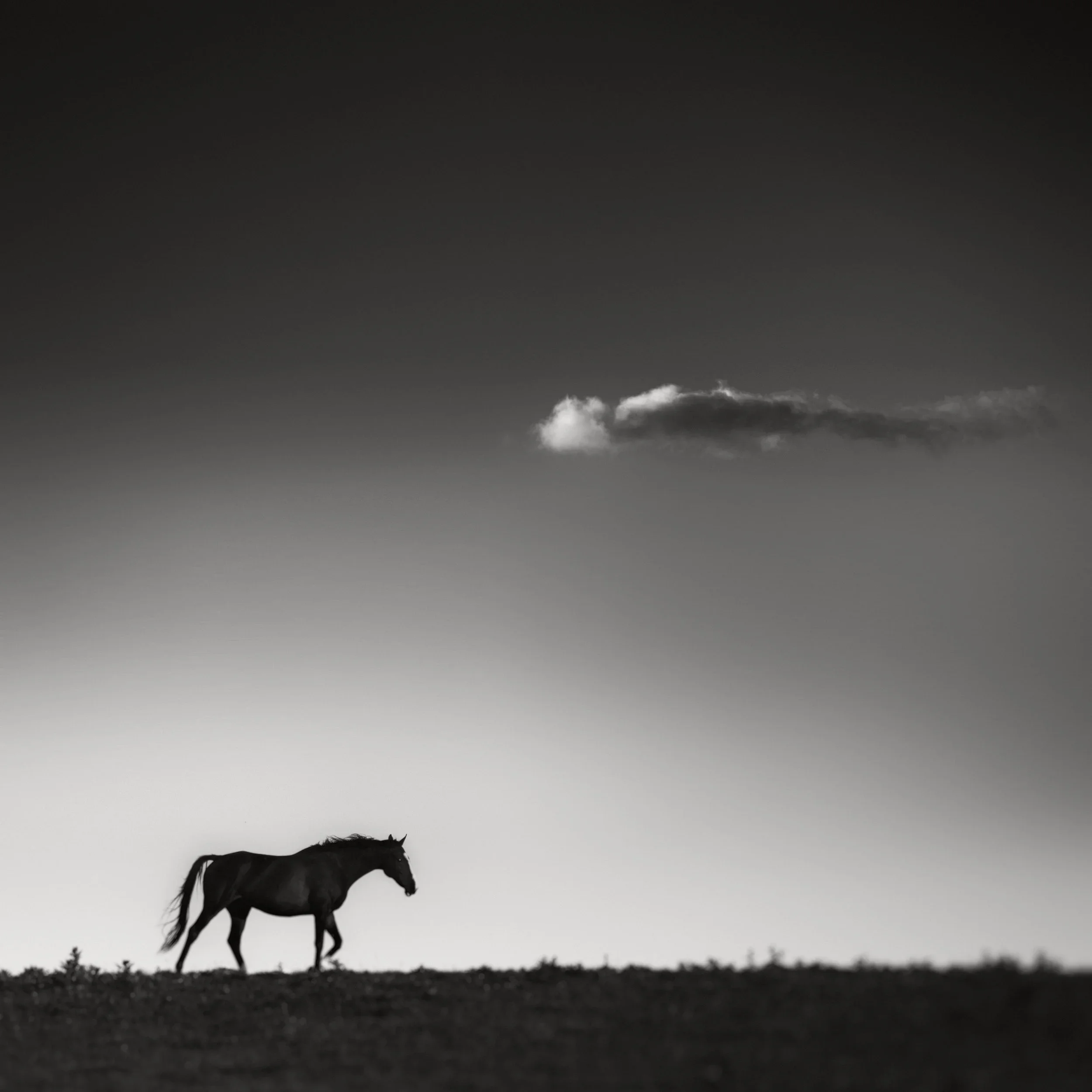 horse_amrothcloud.webp