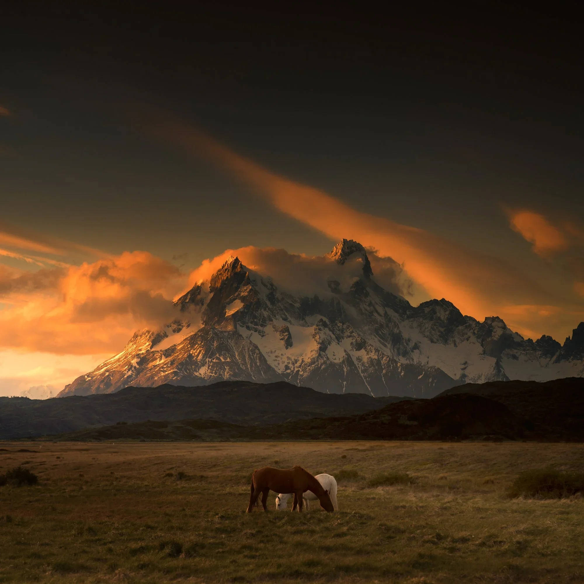 horses_pat_07.webp
