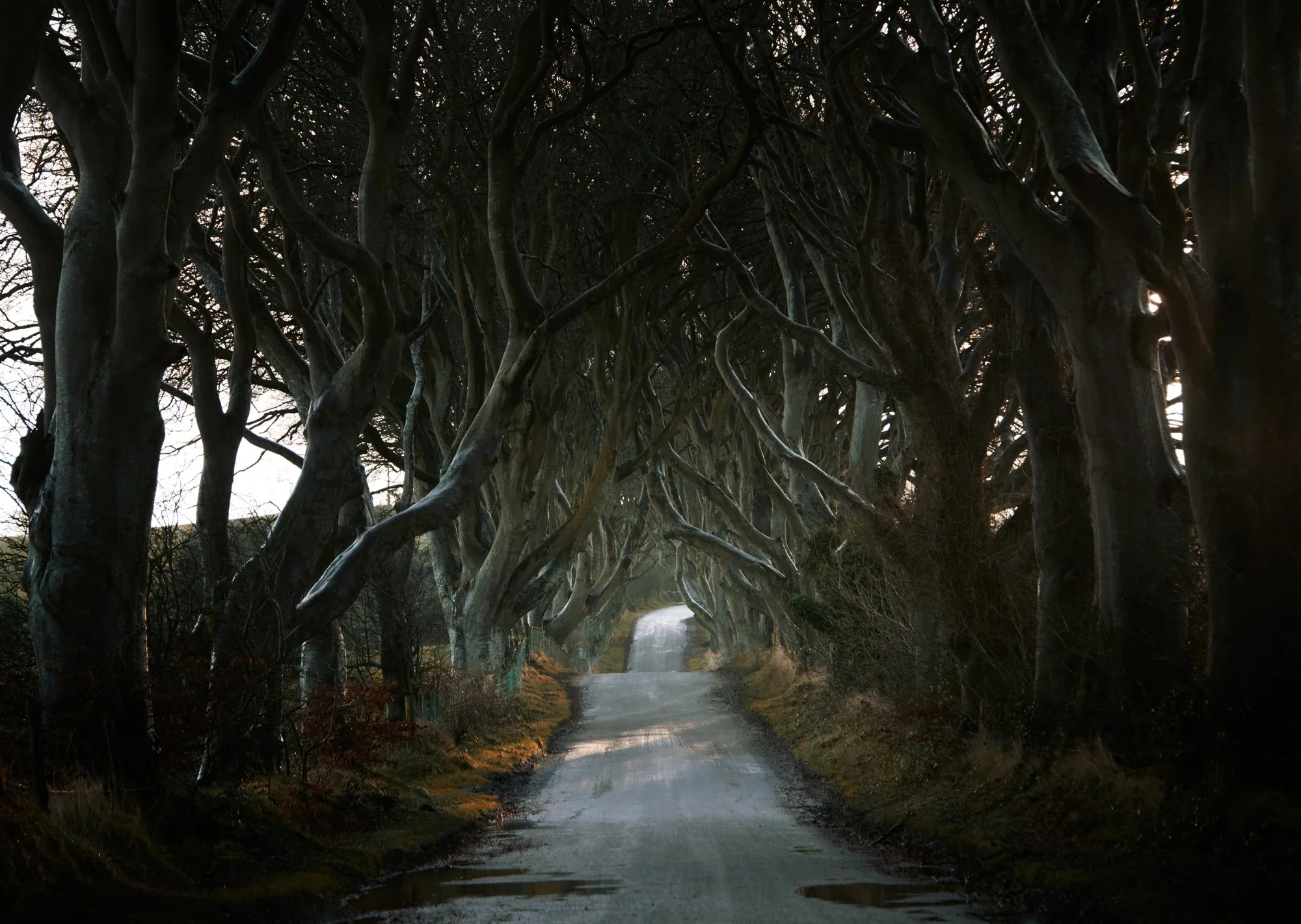 Roads_DarkHedges_AndyLee©2015.webp