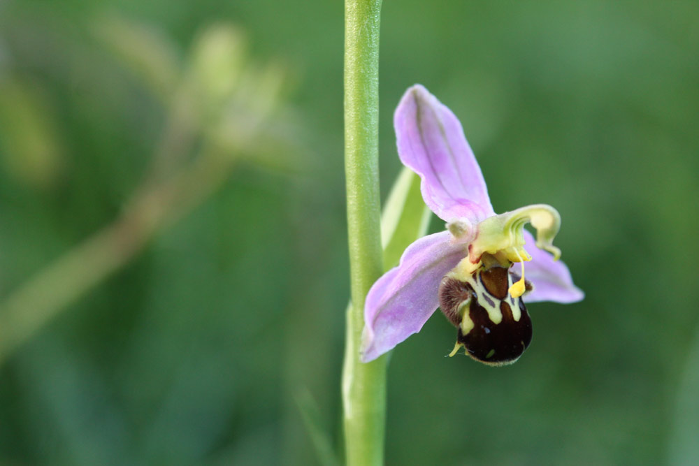 BeeOrchid_.jpg