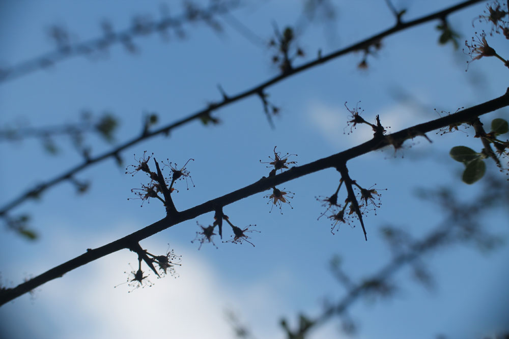blackthorns.jpg