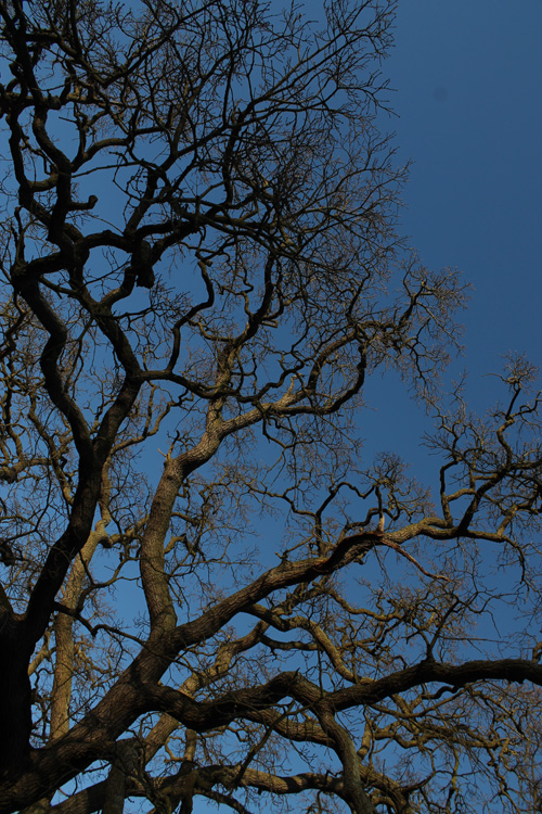 Oak_.jpg