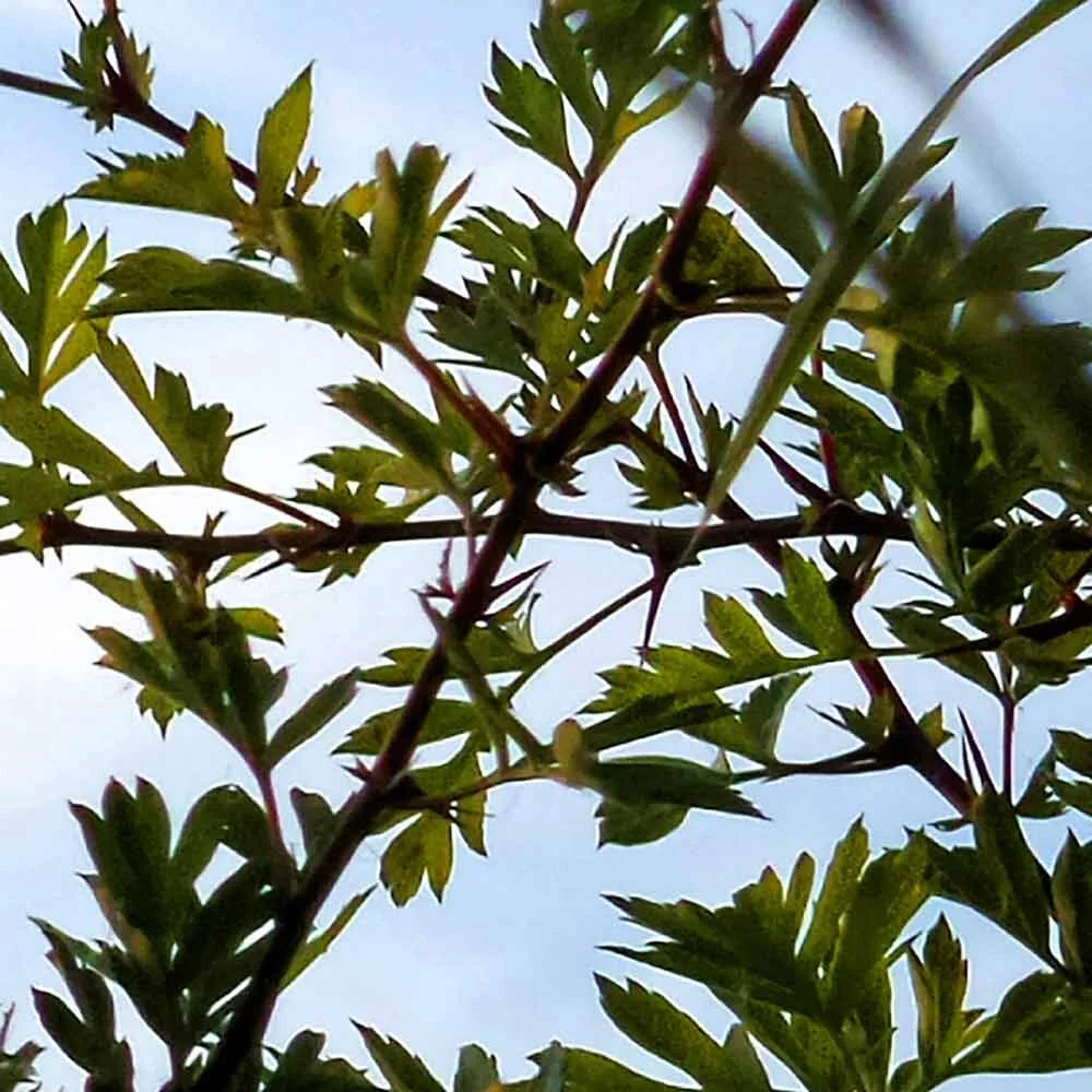 hawthorn_green1_.jpg