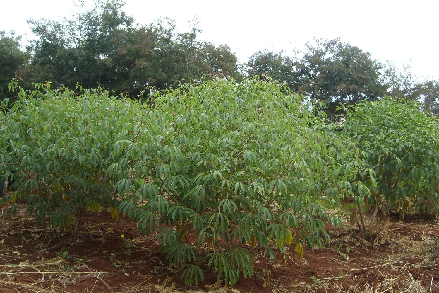 Cassava