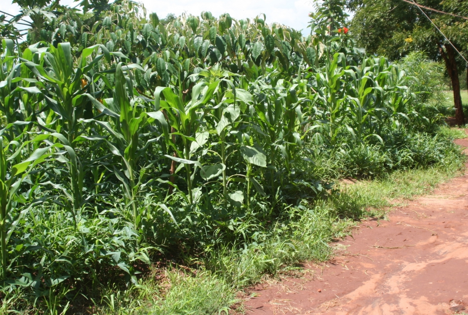 Multi-cropping
