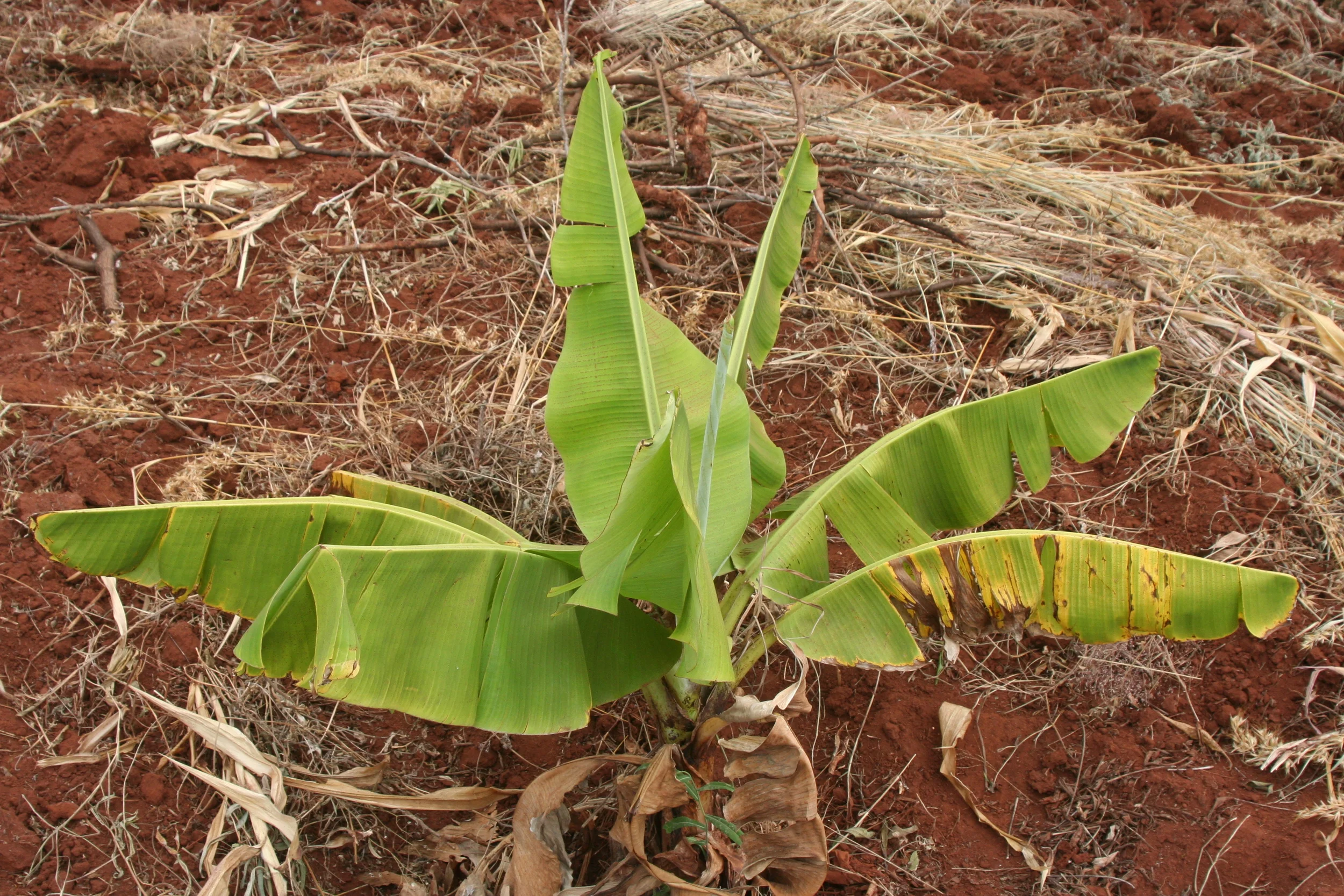 nursery at managha.jpg