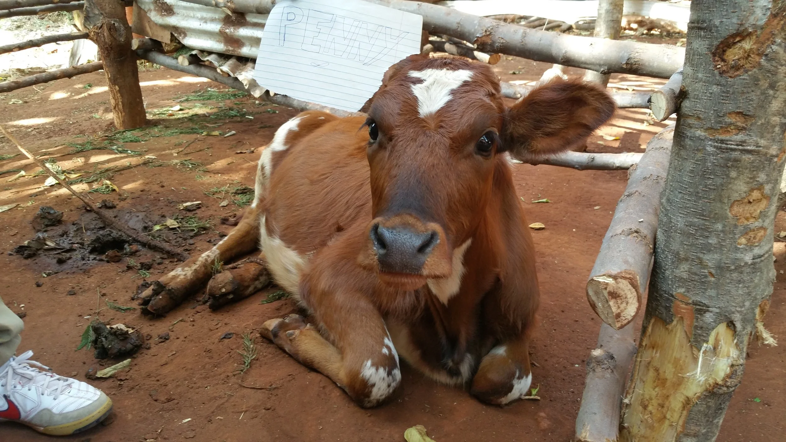 The Cow has been named PENNY in honour of Penny Shiret, who made such a positive impression with the community